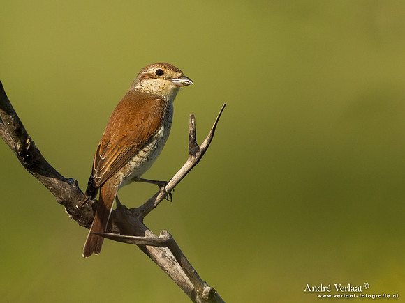 Grauwe Klauwier / Red-backed Shrike - Lesvos