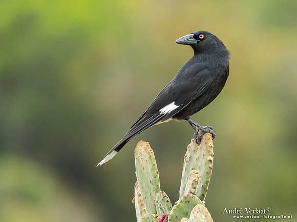 Bonte Klauwierkraai / Pied Currawong - Highfields Qld