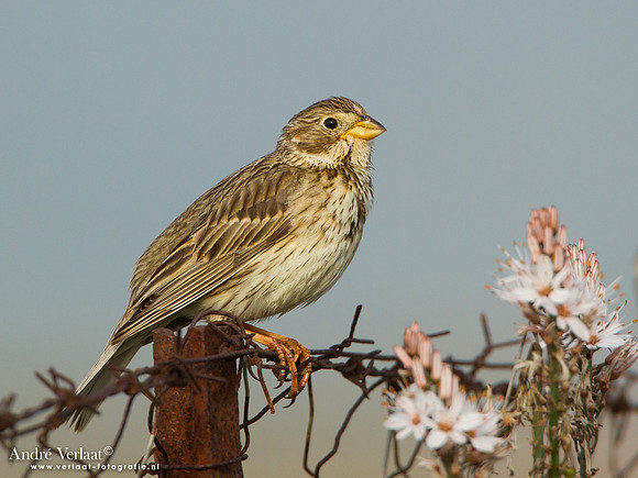 Grauwe Gors / Corn Bunting - Lesvos