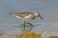 Bosruiter / Wood Sandpiper - Lesvos