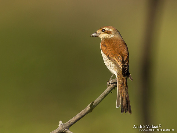 Grauwe Klauwier / Red-backed Shrike - Lesvos