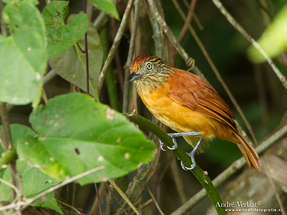 Gebandeerde Mierklauwier / Barred Antshrike - Peperpot