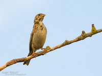 Grauwe Gors / Corn Bunting- Tiszagyenda