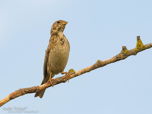 Grauwe Gors / Corn Bunting- Tiszagyenda