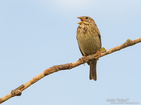 Grauwe Gors / Corn Bunting- Tiszagyenda