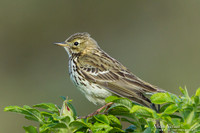 Graspieper / Meadow Pipet - Hargen aan Zee