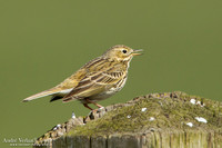 Graspieper / Meadow Pipit - de Rijp