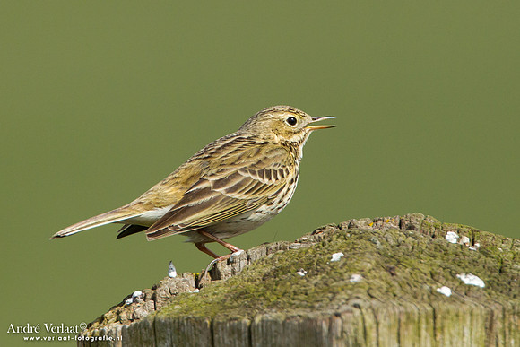 Graspieper / Meadow Pipit - de Rijp