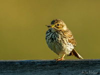 Graspieper / Meadow Pipit - Texel