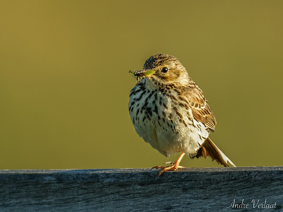 Graspieper / Meadow Pipit - Texel