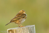 Graspieper / Meadow Pipit - Texel