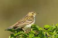 Graspieper / Meadow Pipet - Hargen aan Zee