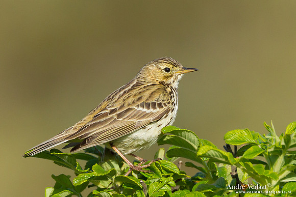 Graspieper / Meadow Pipet - Hargen aan Zee