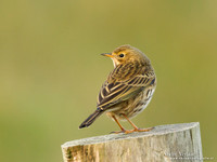 Graspieper / Meadow Pipit - Texel