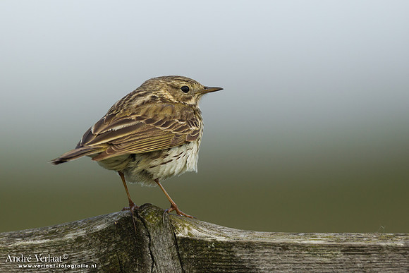 Graspieper / Meadow Pipit - Wieringen