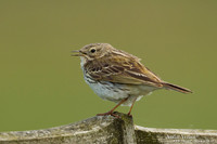 Graspieper / Meadow Pipit - Wieringen