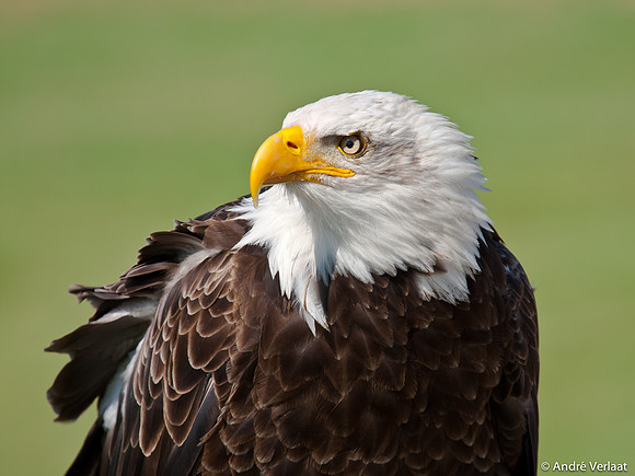Amerikaanse Zeearend / Bald Eagle - Hoenderdaell, The Netherlands