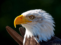 Amerikaanse Zeearend / Bald Eagle