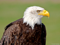 Amerikaanse Zeearend / Bald Eagle - Hoenderdaell, The Netherlands