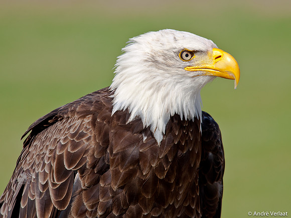 Amerikaanse Zeearend / Bald Eagle - Hoenderdaell, The Netherlands