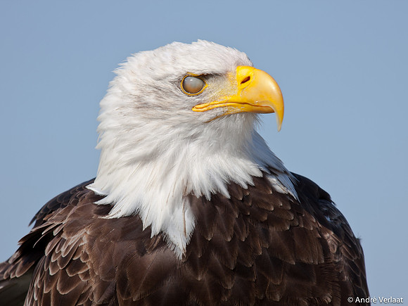 Amerikaanse Zeearend / Bald Eagle - Hoenderdaell, The Netherlands