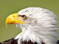 Amerikaanse Zeearend / Bald Eagle - Hoenderdaell, The Netherlands