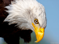 Amerikaanse Zeearend / Bald Eagle - Hoenderdaell, The Netherlands