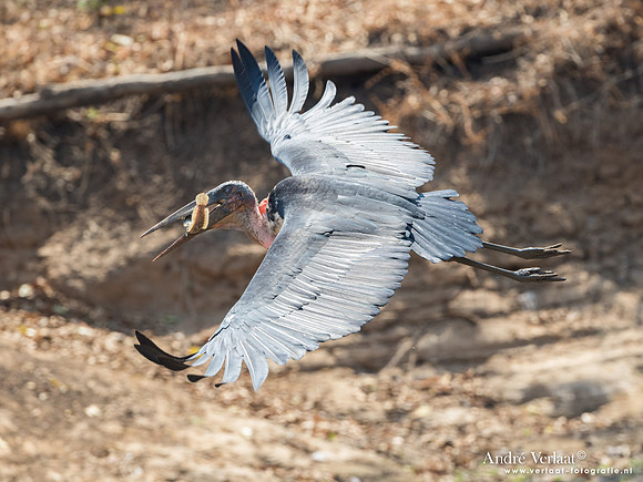 Afrikaanse Maraboe / Marabou Stork - South Luangwa NP