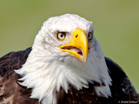 Amerikaanse Zeearend / Bald Eagle - Hoenderdaell, The Netherlands