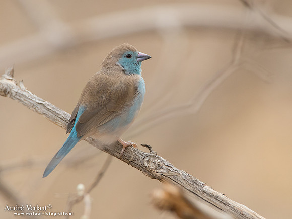 Angolees Blauwfazantje / Blue Waxbill - South Luangwa NP