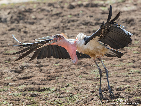 Afrikaanse Maraboe / Marabou Stork - South Luangwa NP