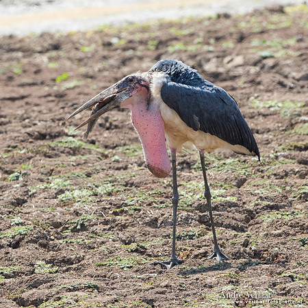 Afrikaanse Maraboe / Marabou Stork - South Luangwa NP