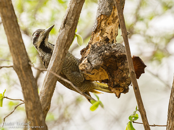 Baardspecht / Bearded Woodpecker - South Luangwa NP