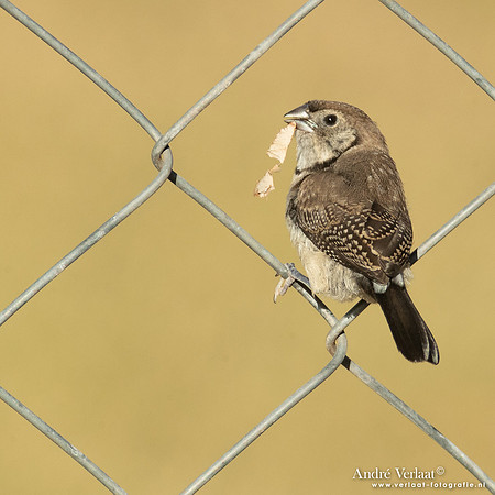 Bichenows Astrild / Double-barred Finch - Highfields Qld