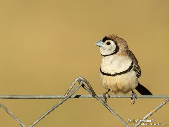 Bichenows Astrild / Double-barred Finch - Highfields Qld