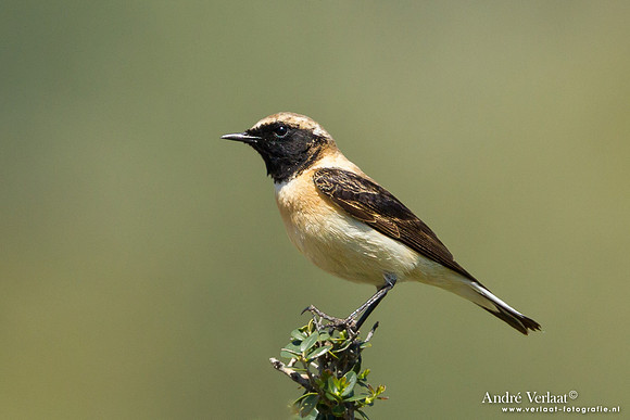 Blonde Tapuit / Black-eared Wheatear - Lesvos