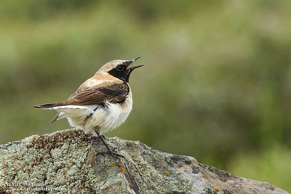 Blonde Tapuit / Black-eared Wheatear - Lesvos