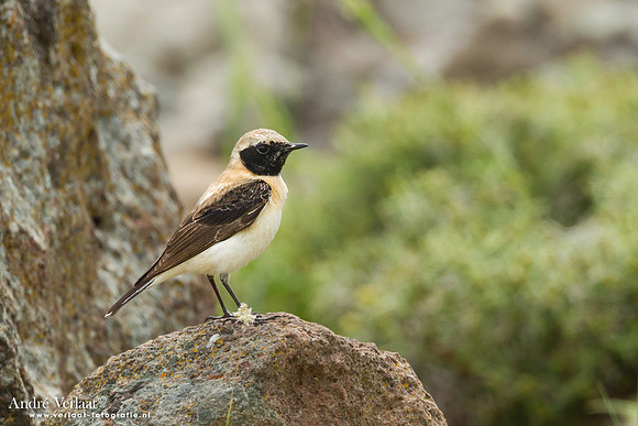 Blonde Tapuit / Black-eared Wheatear - Lesvos
