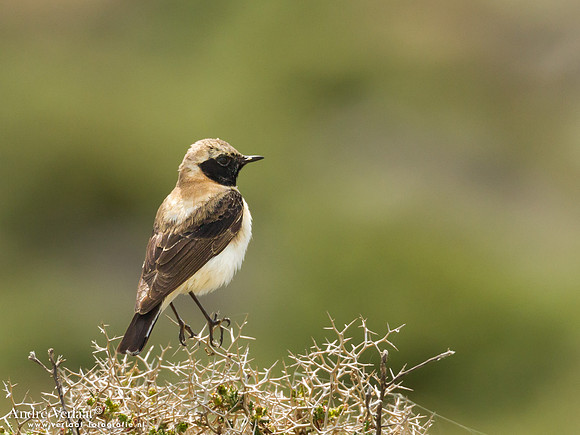 Blonde Tapuit / Black-eared Wheatear - Lesvos