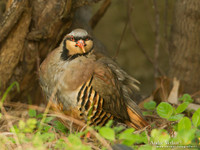 Aziatische Steenpatrijs / Chukar - Lesvos