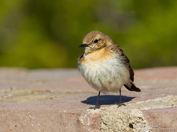 Blonde Tapuit / Black-eared Wheatear - Lesvos