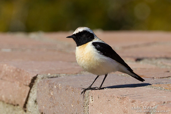 Blonde Tapuit / Black-eared Wheatear - Lesvos