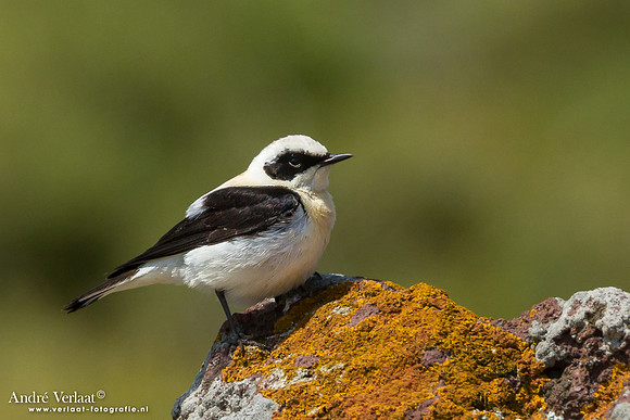 Blonde Tapuit / Black-eared Wheatear - Lesvos