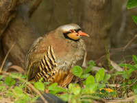 Aziatische Steenpatrijs / Chukar - Lesvos