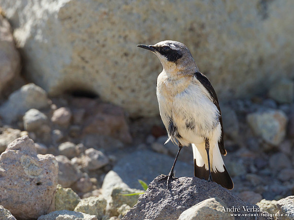 Blonde Tapuit / Black-eared Wheatear - Lesvos