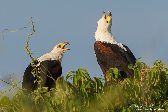Afrikaanse Zeearend / African Fish-Eagle - South Luangwa NP