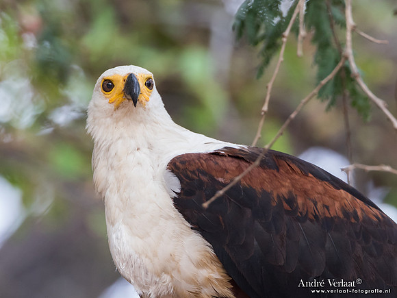 Afrikaanse Zeearend / African Fish-Eagle - South Luangwa NP