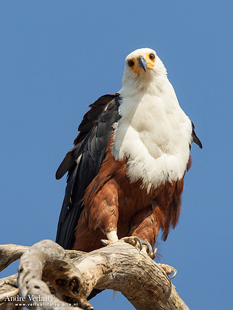 Afrikaanse Zeearend / African Fish-Eagle - South Luangwa NP