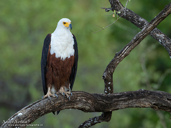 Afrikaanse Zeearend / African Fish-Eagle - South Luangwa NP