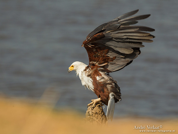 Afrikaanse Zeearend / African Fish-Eagle - South Luangwa NP